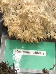 Hericium abietis