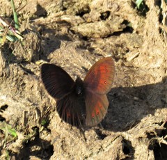 Erebia gorgone