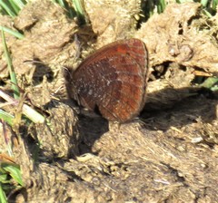 Erebia gorgone