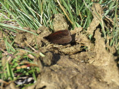 Erebia gorgone