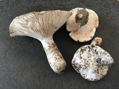 Hygrophorus ponderatus