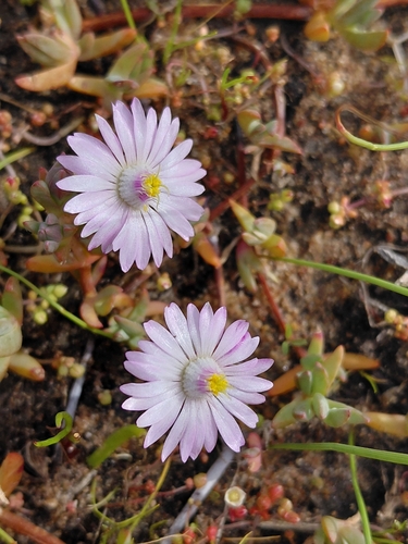 Runty Brightfig (Lampranthus debilis)