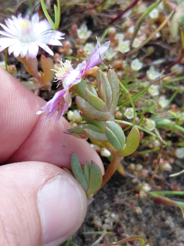 Lampranthus debilis, photograph 2