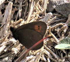 Erebia epiphron