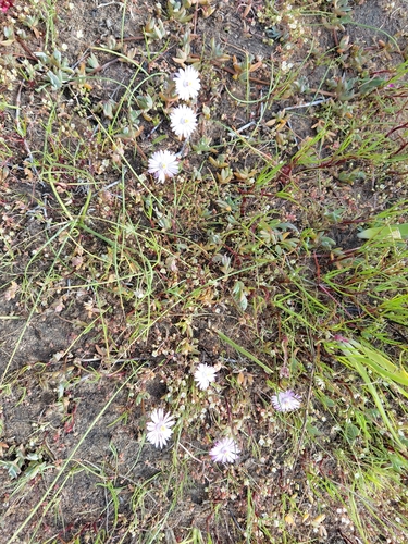 Lampranthus debilis, photograph 3