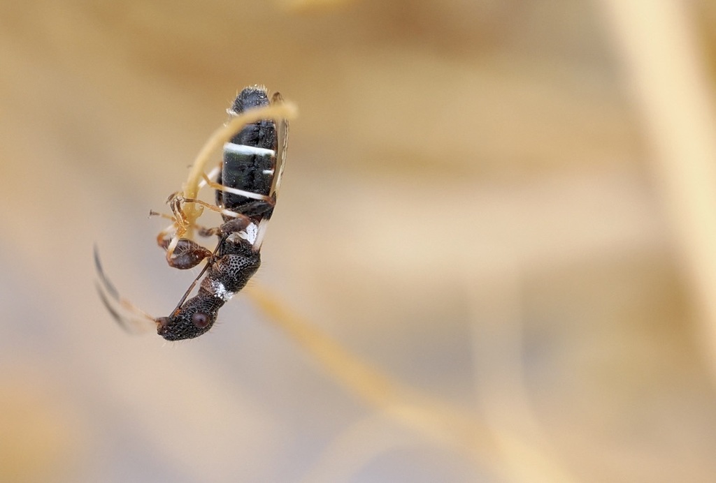 Auchenodes capito
