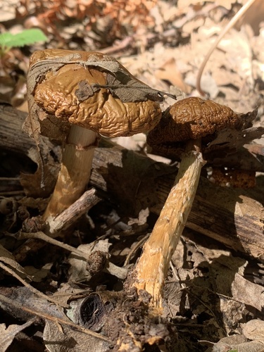 Cortinarius trivialis — (c) Manuela Fiorini, some rights reserved (CC BY)