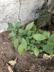 Parietaria judaica