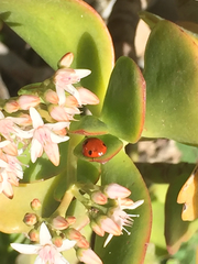 Coccinellidae