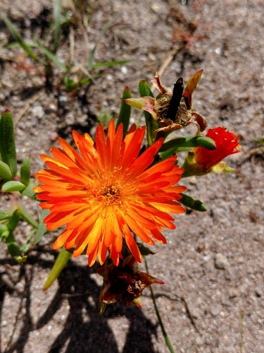 Lampranthus aureus, photograph 3