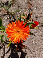 (c) Brian du Preez, some rights reserved (CC BY-SA) Lampranthus aureus, photograph (c) Brian du Preez, some rights reserved (CC BY-SA)