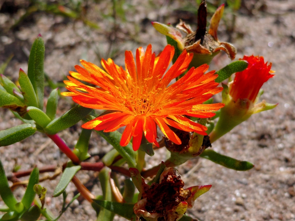 Lampranthus aureus; photograph (c) Brian du Preez, some rights reserved (CC BY-SA)