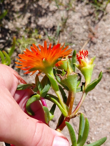 Lampranthus aureus, photograph 4