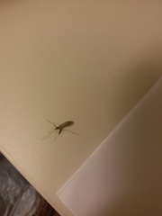 Diptera