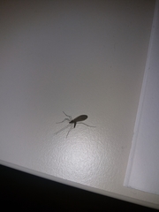 Diptera