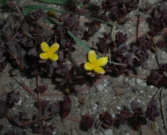 Portulaca quadrifida