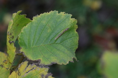 Phyllonorycter tristrigella