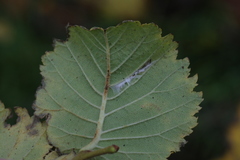 Phyllonorycter tristrigella