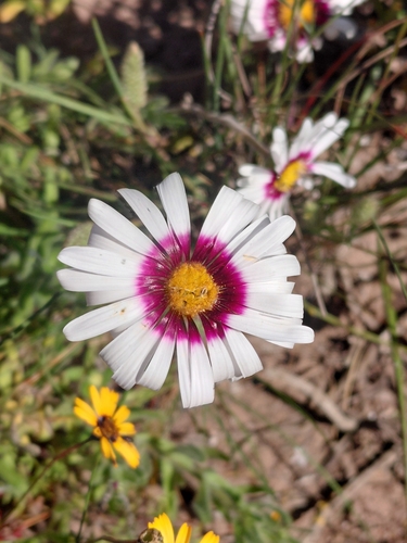Saldanha Felicia (Felicia elongata)