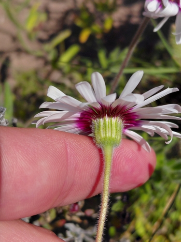 Felicia elongata, photograph 2