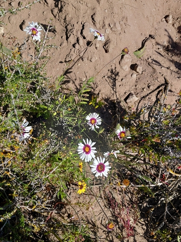 Felicia elongata, photograph 3