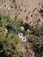 Felicia elongata, photograph (c) Brian du Preez, some rights reserved (CC BY-SA)