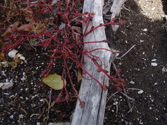 Portulaca quadrifida