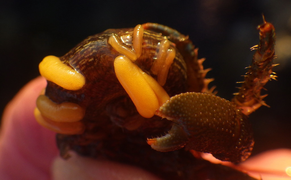 Peltogasterella