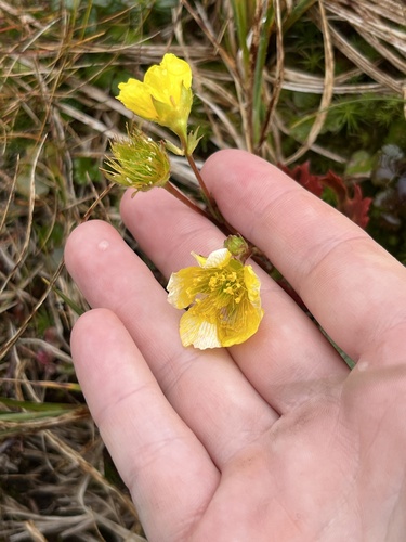 Geum peckii iNaturalist observation