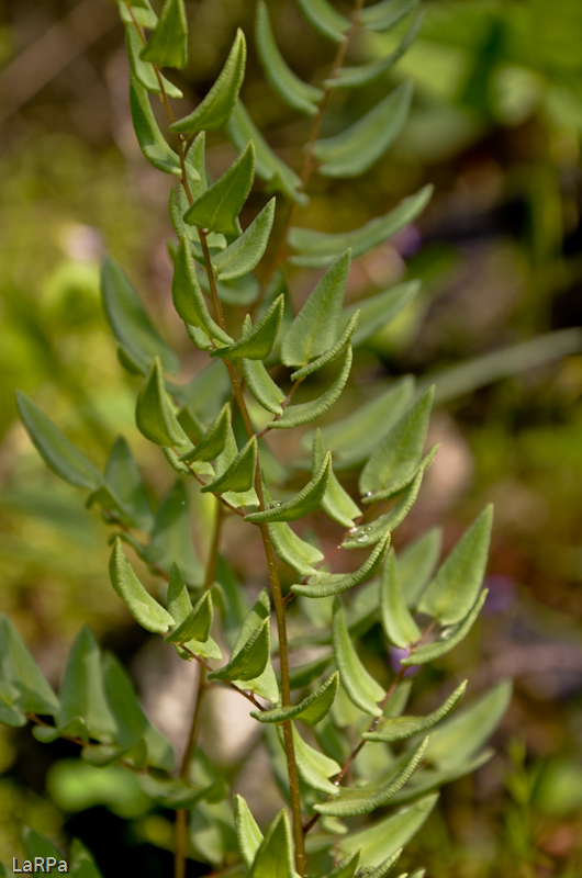 Pellaea sagittata
