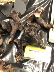 Hydnellum fuscoindicum