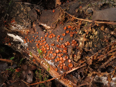 Scutellinia nigrohirtula