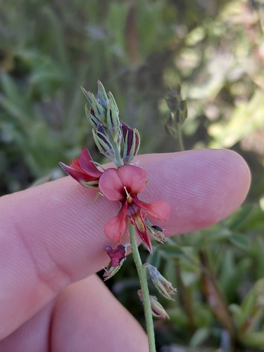 Indigofera claassensii MS (Indigofera claassensii)