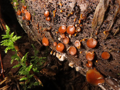 Scutellinia nigrohirtula