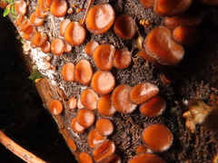 Scutellinia nigrohirtula
