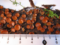 Scutellinia nigrohirtula