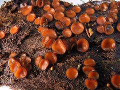 Scutellinia nigrohirtula
