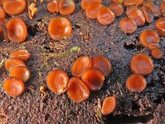 Scutellinia nigrohirtula