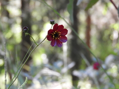 Cosmos scabiosoides