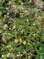 Galinsoga quadriradiata