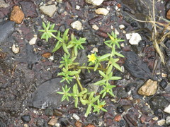 Portulaca rubricaulis
