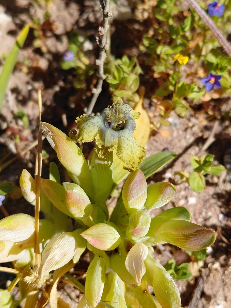 Ferraria parva, Jacobs Bay, South Africa