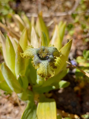 Ferraria parva