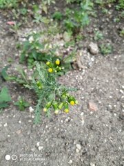 Senecio vulgaris
