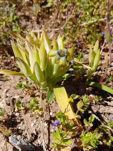 Ferraria parva