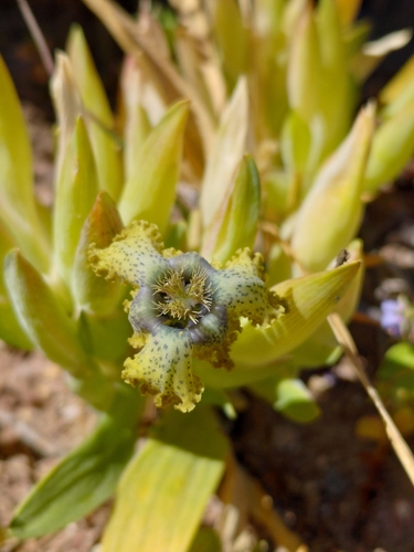 Ferraria parva