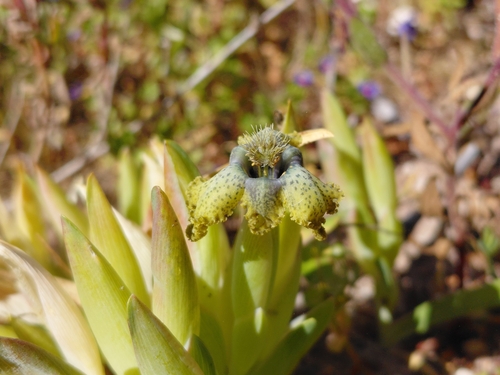 Ferraria parva