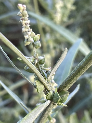 Oblong-leaf Orache (Atriplex oblongifolia)