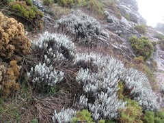 Lavandula lanata