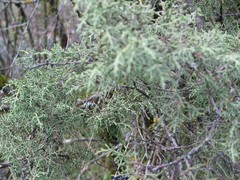 Juniperus phoenicea
